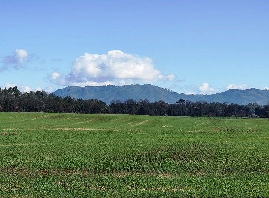 Campo en venta en Perquenco vista sur poniente