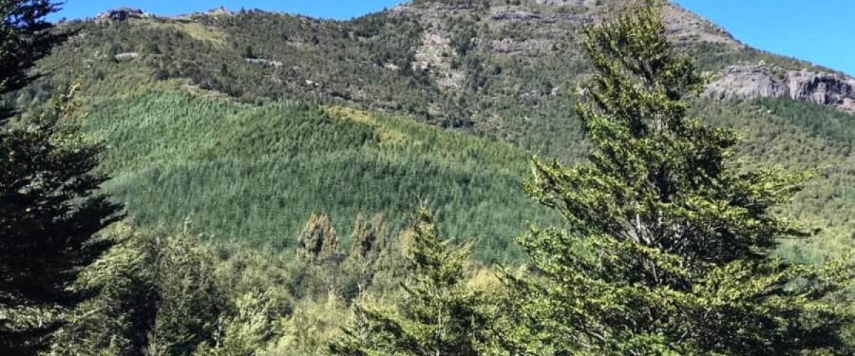 Campo en venta en Cunco - Vista las araucarias