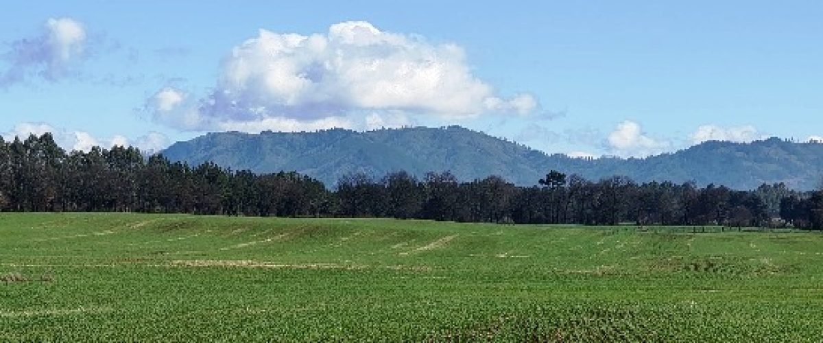 Campo en venta en Perquenco vista sur poniente